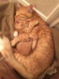 ginger cat