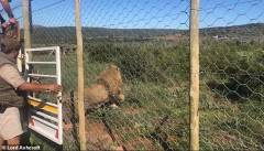 lion2