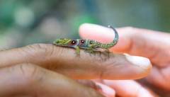 gecko2