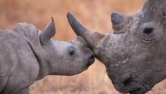Rhino