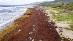 murky seaweed