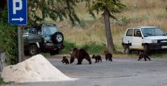 brown bears